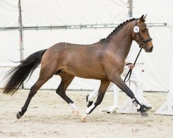 Pferd Inferno (New-Forest-Pony, 2015, von Havehoeve's Floris)