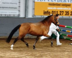 Pferd Tongerenhof Aramis (New-Forest-Pony, 2011, von Wayland Loganberry)