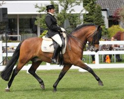 stallion Tongerenhof Topas (New Forest Pony, 1996, from Valentino)