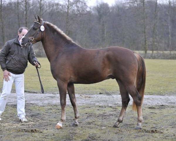stallion Melle Wiebert (New Forest Pony, 2006, from Hoppenhof's Shardon)
