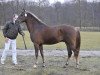 stallion Melle Wiebert (New Forest Pony, 2006, from Hoppenhof's Shardon)