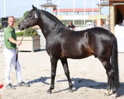 stallion Mikel (New Forest Pony, 1995, from Wicked Courtjester)