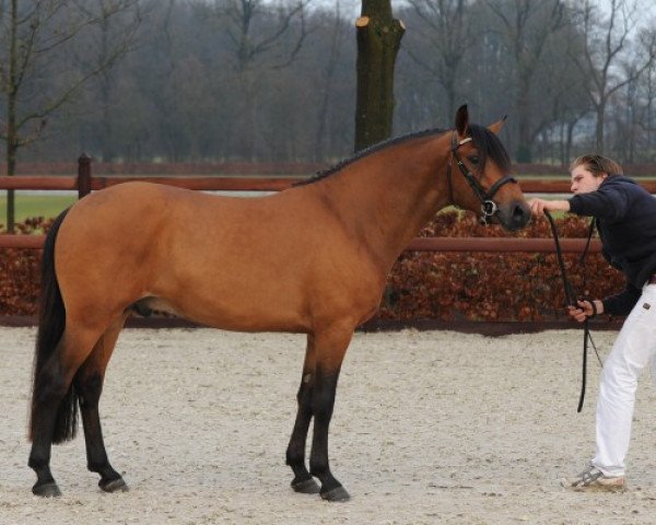 Pferd Rossum's Fabrizio (New-Forest-Pony, 2012, von Wellhouse Sportsman)