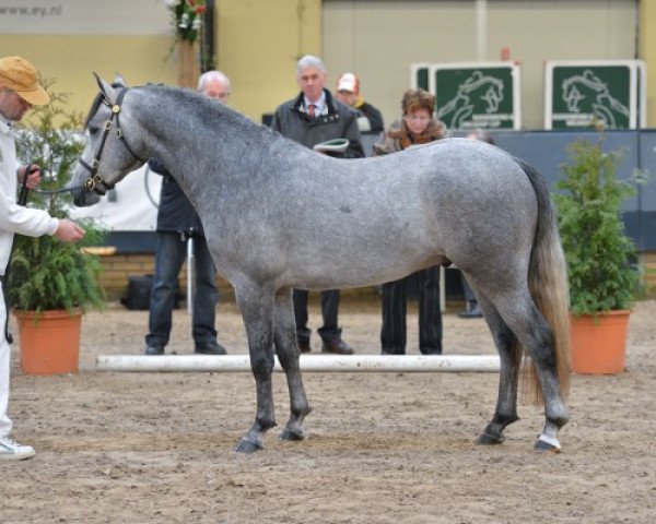 Pferd Stefanie's Steady and Straightforward (New-Forest-Pony, 2010, von Easter Mountain Didly Do)