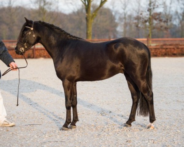 Deckhengst Velvety's Forever Fearless Fellow (New-Forest-Pony, 2012, von Willoway Topic)