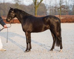 stallion Velvety's Forever Fearless Fellow (New Forest Pony, 2012, from Willoway Topic)