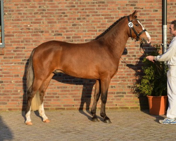 stallion Sulaatik's Vesins (New Forest Pony, 2011, from Sulaatik's Versaille)