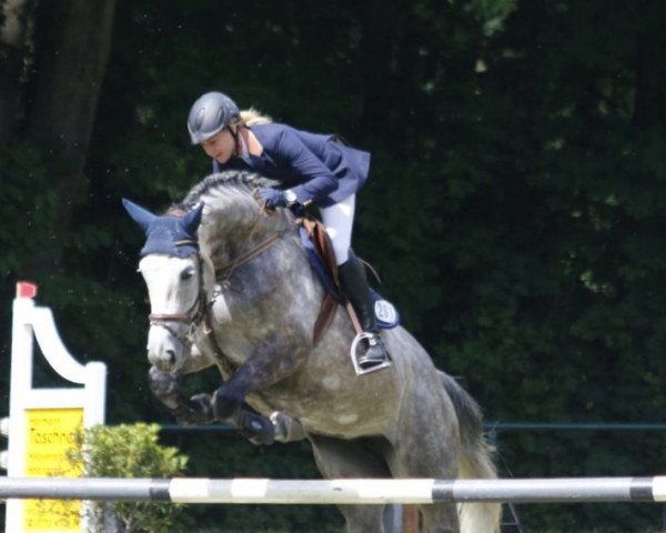 jumper Hansine 2 (German Sport Horse, 2010, from Colestus)