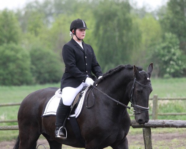 dressage horse Marten fan Augsbuurt (unknown, 2004)