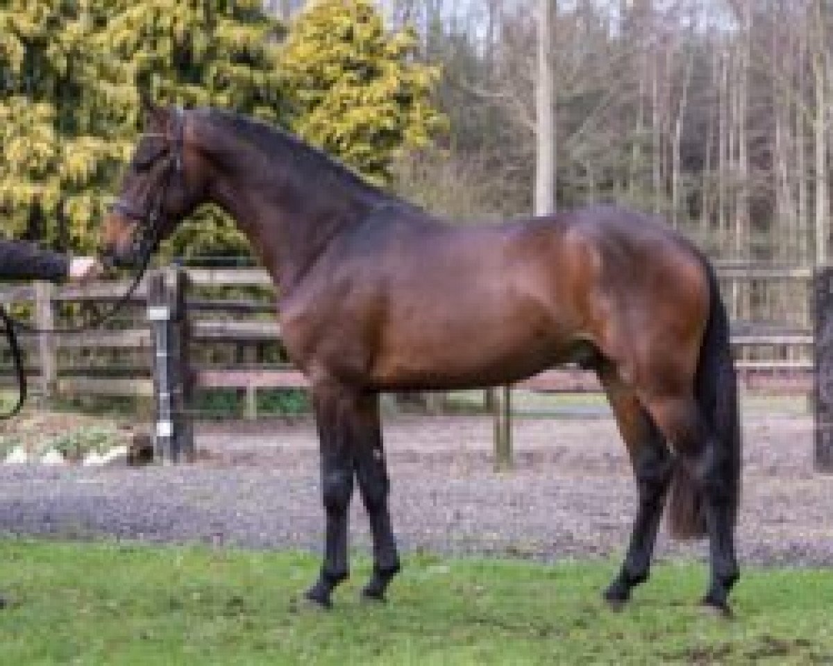 stallion Rowan (New Forest Pony, 2013, from Rivaldo H)