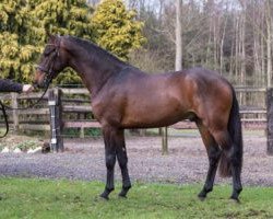 stallion Rowan (New Forest Pony, 2013, from Rivaldo H)