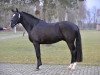 stallion Reekamp's Eclips (New Forest Pony, 2007, from Orlando)