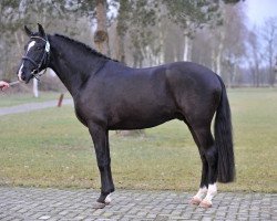 Deckhengst Reekamp's Eclips (New-Forest-Pony, 2007, von Orlando)