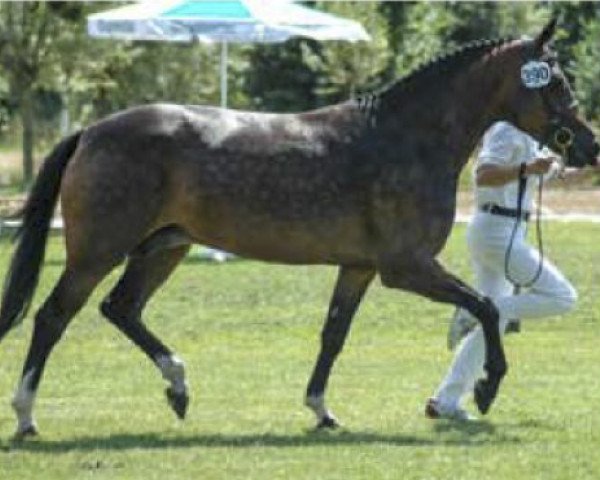 broodmare Orchid's Hayata (New Forest Pony, 2000, from Marnehoeve's Everest)