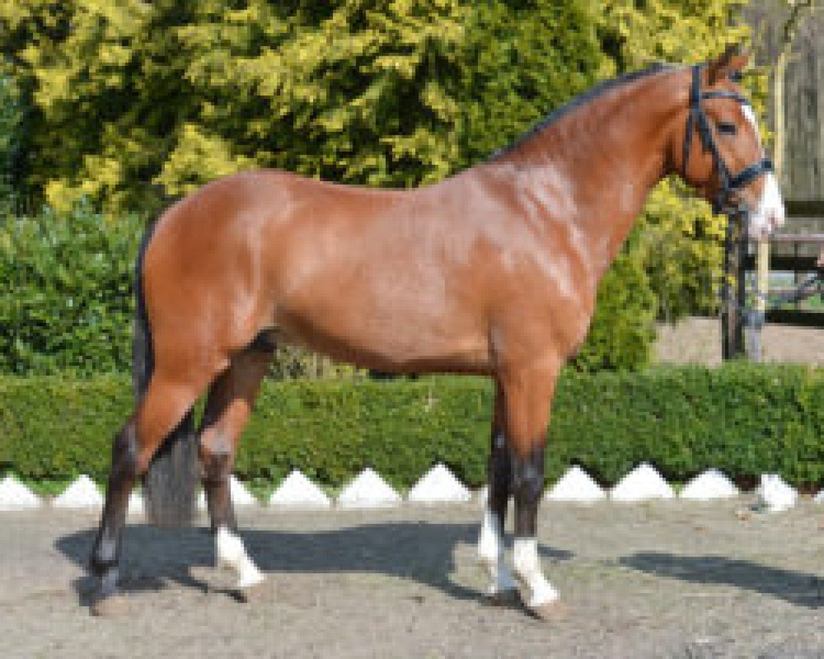 Deckhengst Nieuwmoeds Nicolai (New-Forest-Pony, 2014, von Amor)