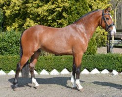 stallion Nieuwmoeds Nicolai (New Forest Pony, 2014, from Amor)