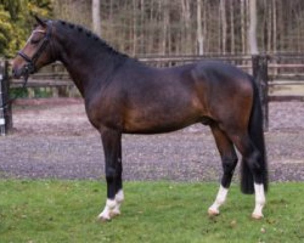 horse Lomansheide Don Diego (New Forest Pony, 2013, from Reekamp's Eclips)