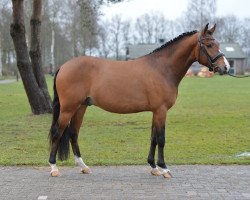 stallion Kulberg's Timor (New Forest Pony, 2010, from Tongerenhof Peridoot)