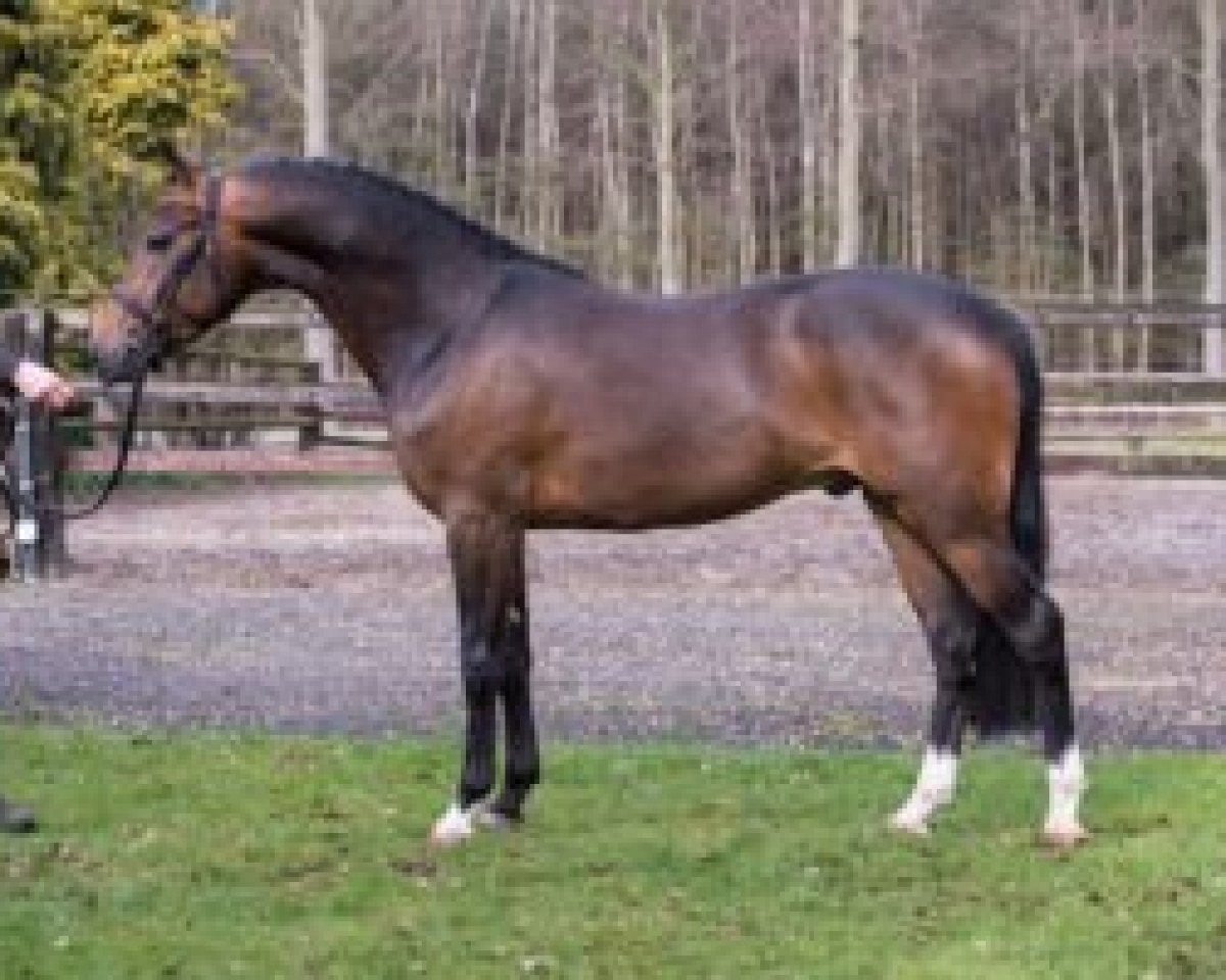 stallion Kinou Des Marronniers (New Forest Pony, 2013, from Rambo)