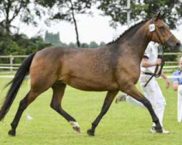 Zuchtstute Heihoeve's Alycia (New-Forest-Pony, 2005, von Lamento III)