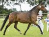 broodmare Heihoeve's Alycia (New Forest Pony, 2005, from Lamento III)