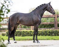 horse Hattrick Zack (New Forest Pony, 2014, from Hattrick Voque)