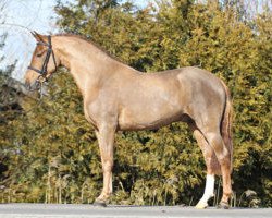 stallion Elshofs Evano (New Forest Pony, 2014, from Hobby des Maronniers)