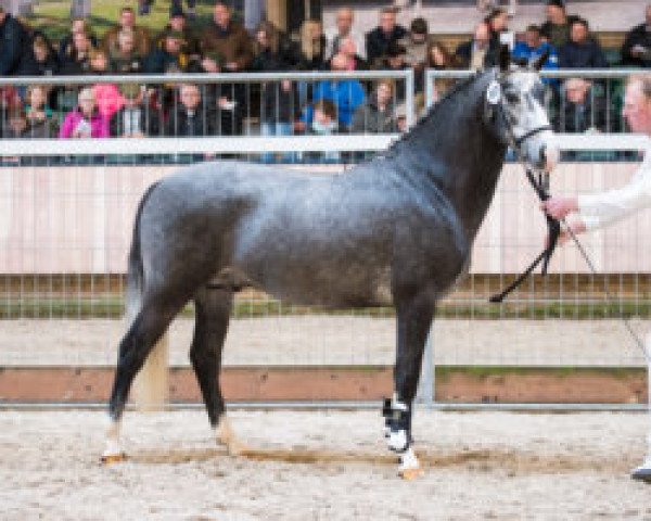 stallion Dimmans Electron (New Forest Pony, 2011, from Miclas Activ)