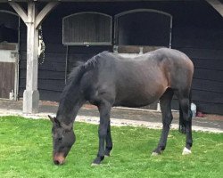 Zuchtstute Royal Stepper (Irish Sport Horse, 1992, von Cavalier Royale)