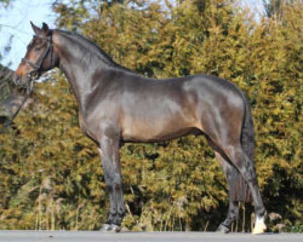 stallion Cessa's Duncan (New Forest Pony, 2014, from Jasper 210)