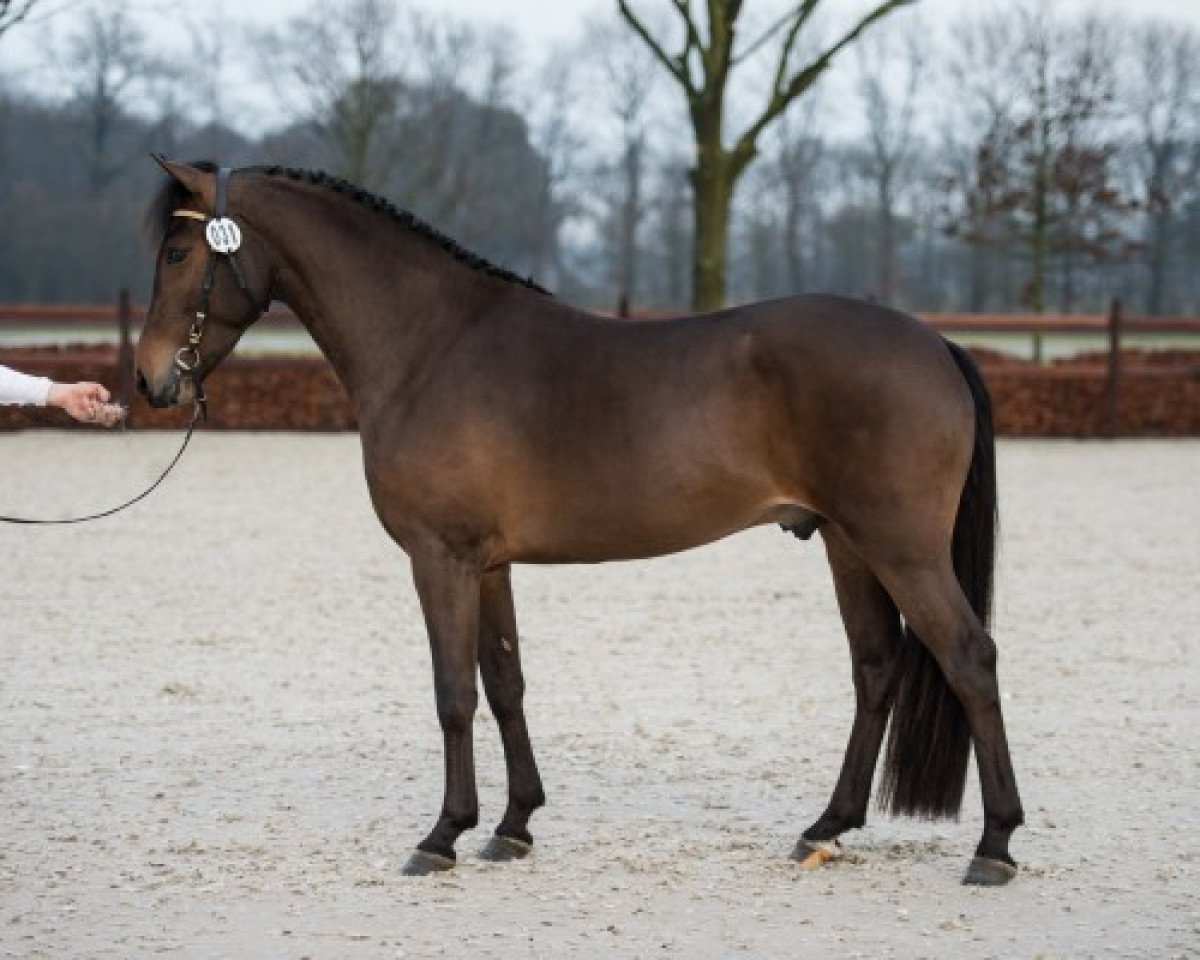 horse Brummerhoeve's Redd H (New Forest Pony, 2012, from Noordhof's Surprise)