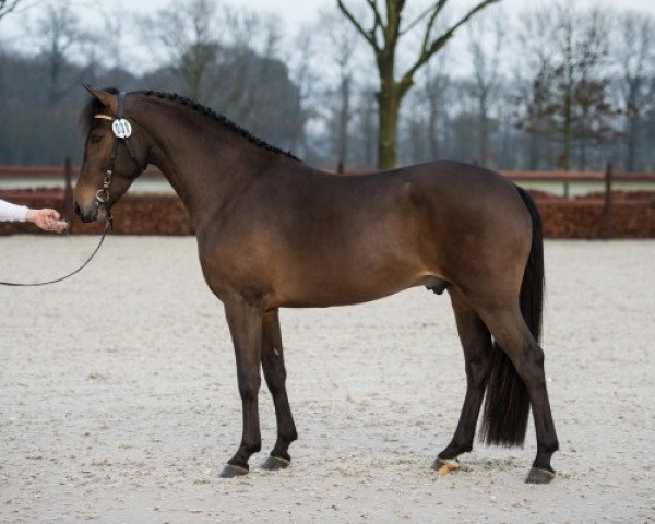 dressage horse Brummerhoeve's Redd H (New Forest Pony, 2012, from Noordhof's Surprise)