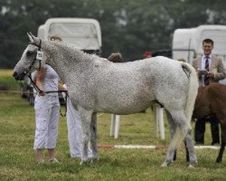 Zuchtstute Hali's Oletta (New-Forest-Pony, 1996, von Priory Prickle)