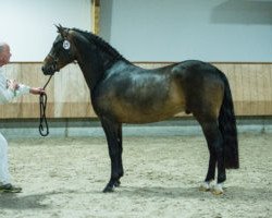 Deckhengst Altrido's Olet's Iceman (New-Forest-Pony, 2013, von Frodo's Boy)