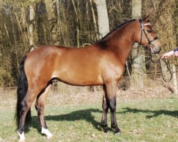 Deckhengst Heihoeve's Berlin (New-Forest-Pony, 2014, von Sulaatik's Mancinie)