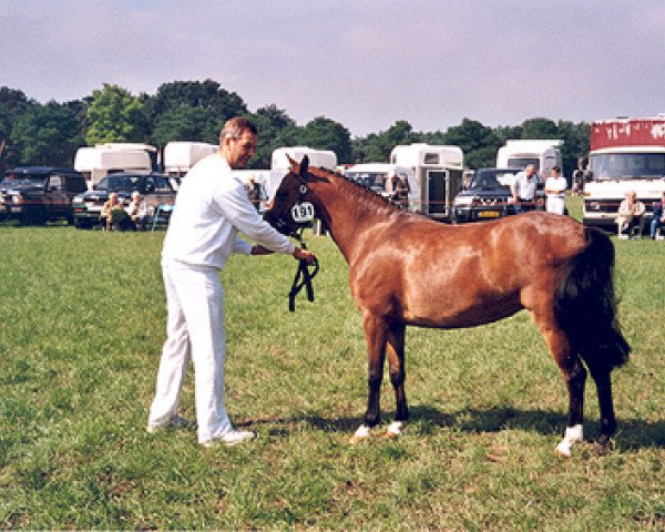 Zuchtstute Moerputten Lois (New-Forest-Pony, 2002, von Rocky)