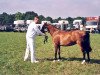 Zuchtstute Moerputten Lois (New-Forest-Pony, 2002, von Rocky)