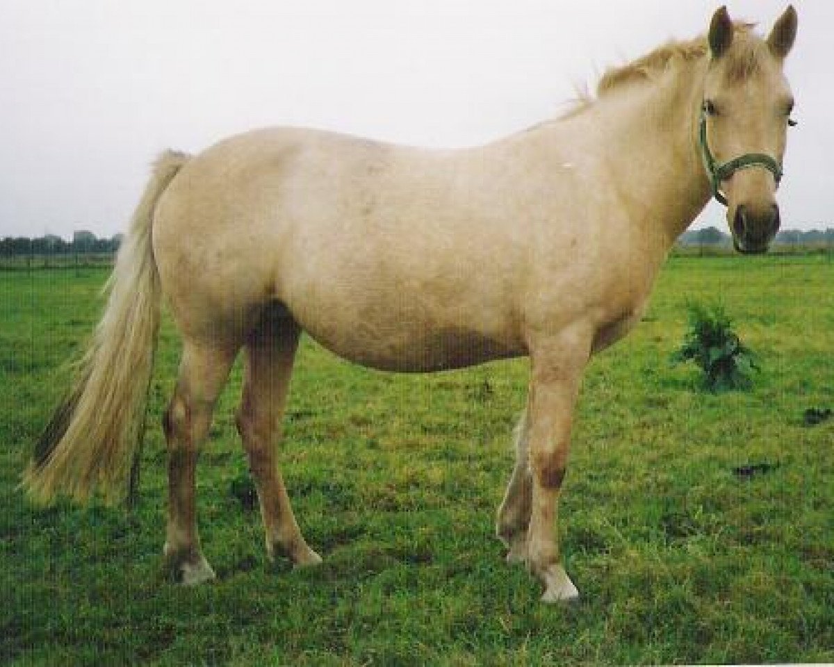 Zuchtstute Sulaatik's Golden Cloud (New-Forest-Pony, 1997, von Sulaatik's Benji)