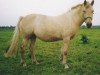 broodmare Sulaatik's Golden Cloud (New Forest Pony, 1997, from Sulaatik's Benji)