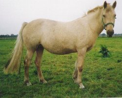 Zuchtstute Sulaatik's Golden Cloud (New-Forest-Pony, 1997, von Sulaatik's Benji)