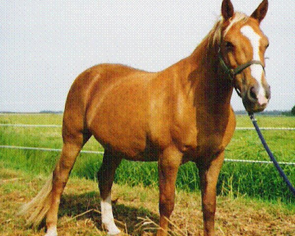 Zuchtstute Sulaatik's Gold Flake (New-Forest-Pony, 1989, von Duke's Forest Oberon)