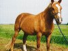 broodmare Sulaatik's Gold Flake (New Forest Pony, 1989, from Duke's Forest Oberon)