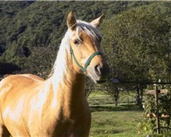 broodmare Sulaatik's Gold Limit (New Forest Pony, 1998, from Sulaatik's Benji)
