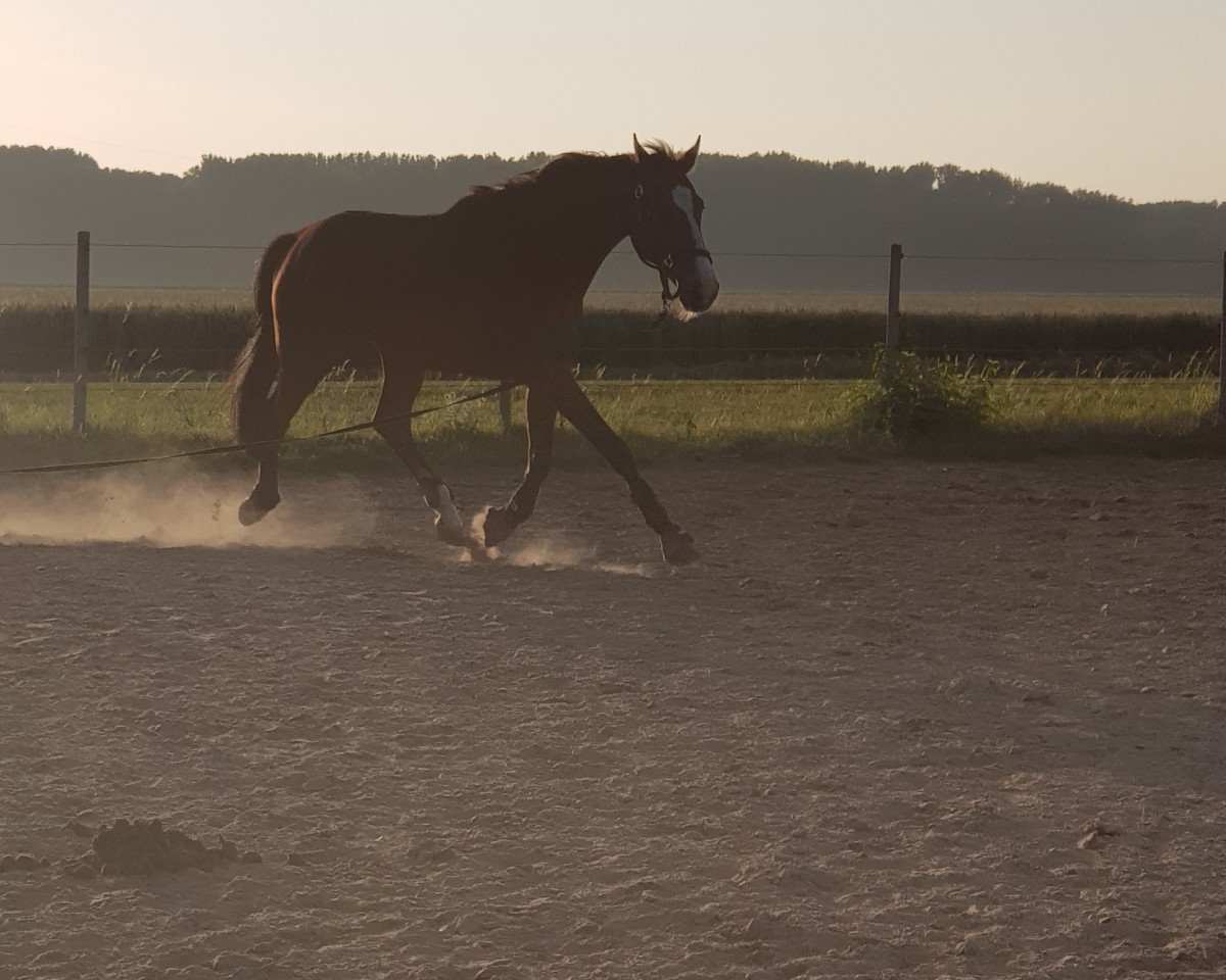 Springpferd Scofield S (Hannoveraner, 2006, von Sir Donnerhall I)