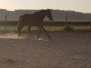 jumper Scofield S (Hanoverian, 2006, from Sir Donnerhall I)