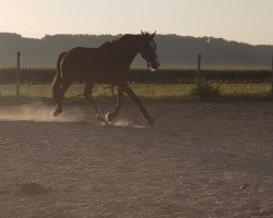 jumper Scofield S (Hanoverian, 2006, from Sir Donnerhall I)