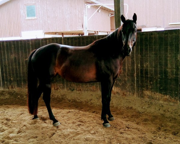 Pferd Keens De Mandy (Quarter Horse, 2001, von Keen Freckles)