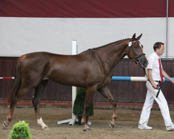 broodmare Faizemieka (KWPN (Royal Dutch Sporthorse), 2010, from Zirocco Blue)