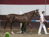 Zuchtstute Faizemieka (KWPN (Niederländisches Warmblut), 2010, von Zirocco Blue)