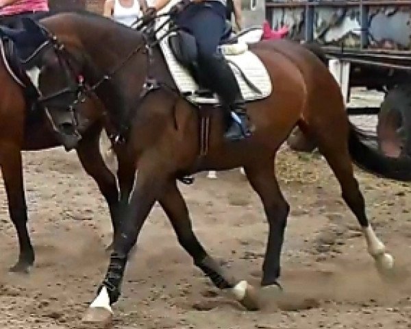 broodmare Fiona (Oldenburg, 2005, from Sir Donnerhall I)